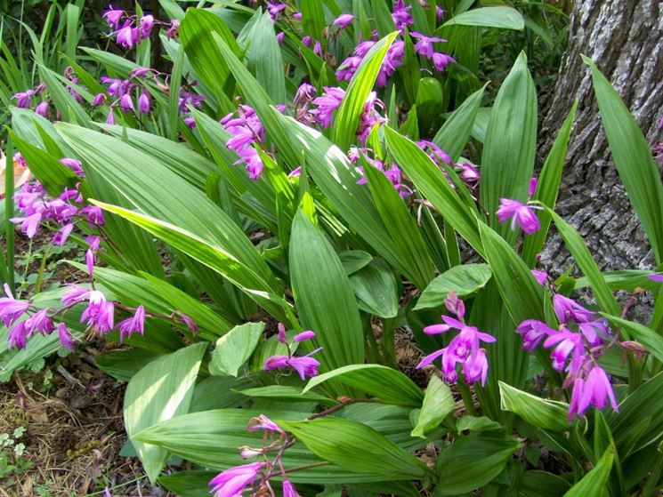 bletilla 