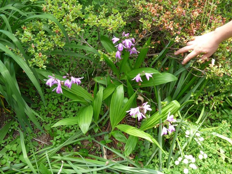 bletilla striatum