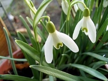 galanthus nivale