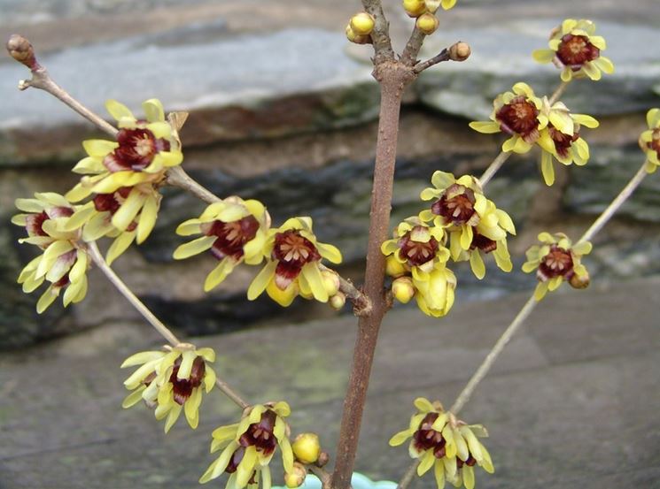 Chimonanthus praecox grandiflours