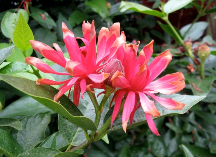 Calycanthus occidentalis