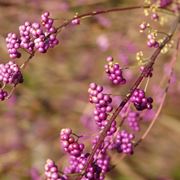 Callicarpa