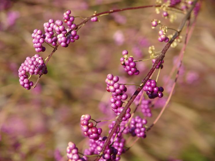 Callicarpa