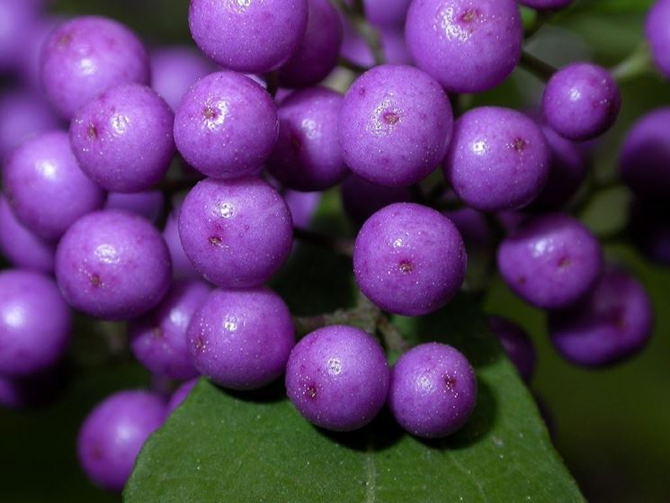 callicarpa japonica