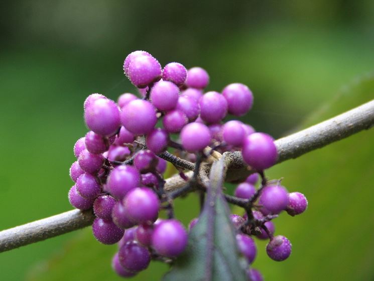 callicarpa