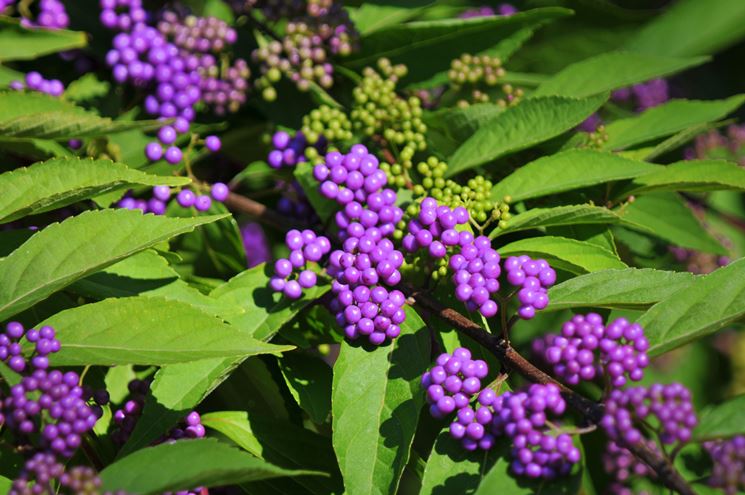 callicarpa