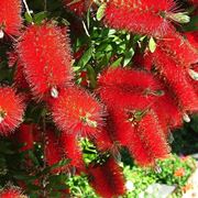 Callistemon