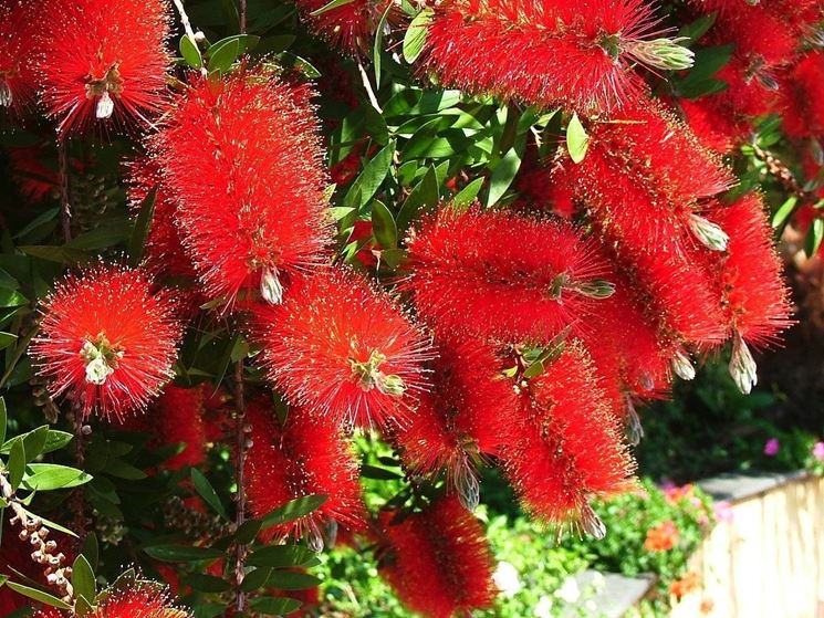 callistemon_NG1.jpg