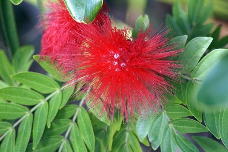 Callistemon