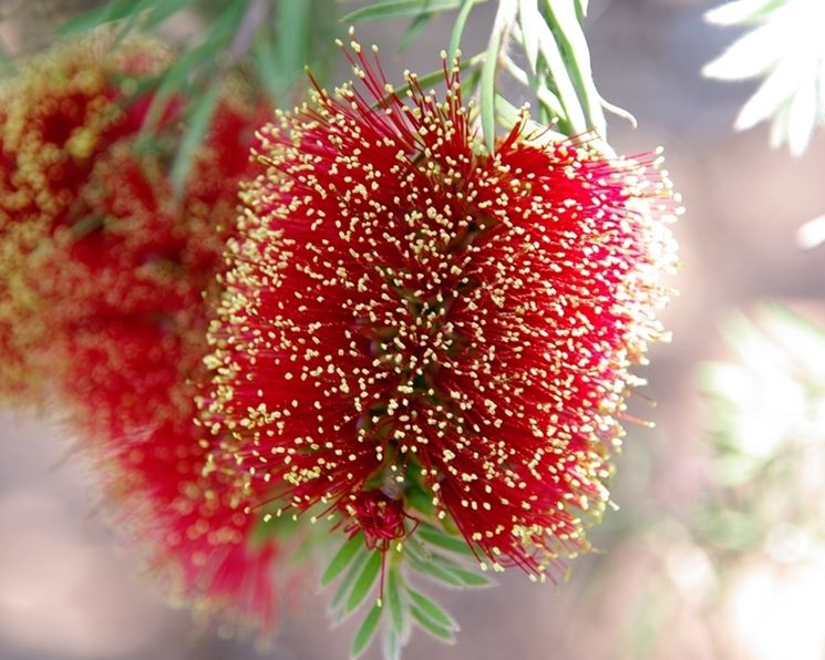 Callistemon