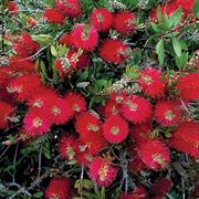 callistemon citrinus