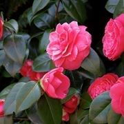 Camelia japonica