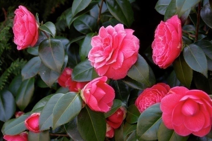 Camelia japonica