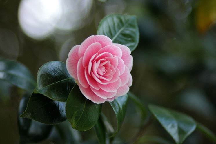 Camelia  japonica