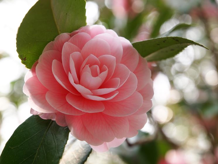 camelia japonica