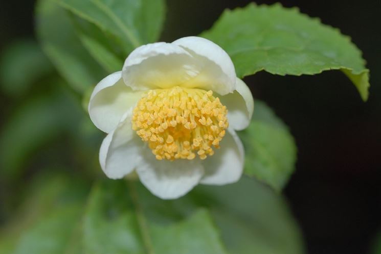 Camelia  sinensis