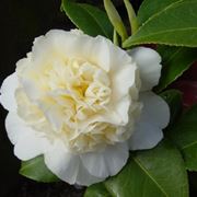 camellia japonica