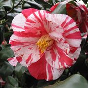 camelia japonica in vaso