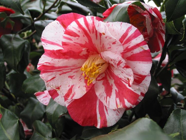 camellia