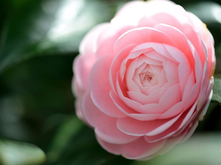 camelia japonica