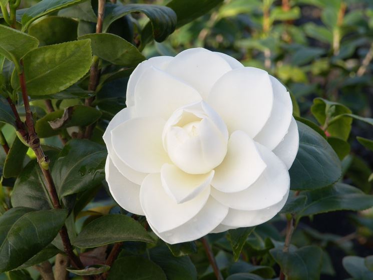 camelia <em>japonica</em> alba plena