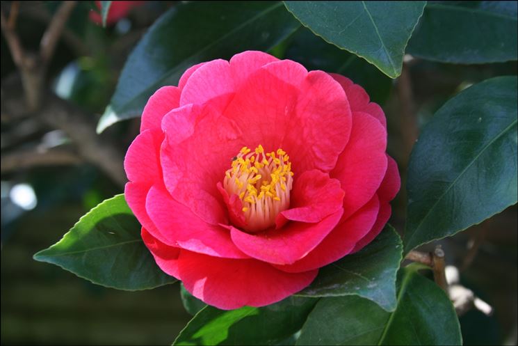 Camelia  japonica covina