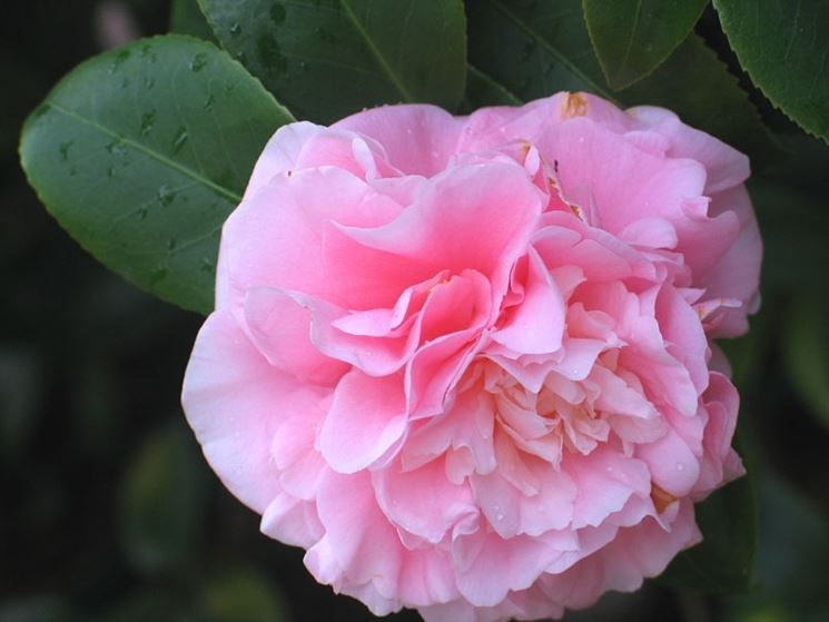 camelia japonica debutante