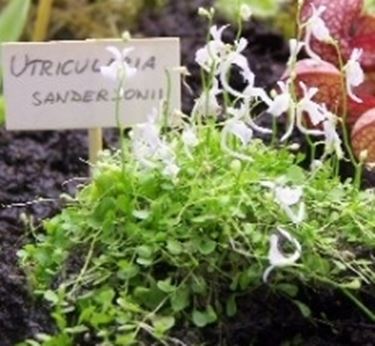 urticularia sandersonii