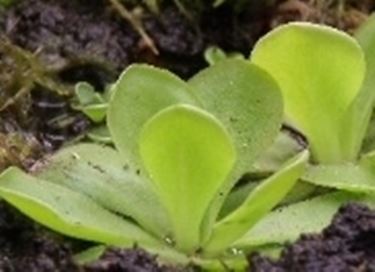 pinguicula moranensis