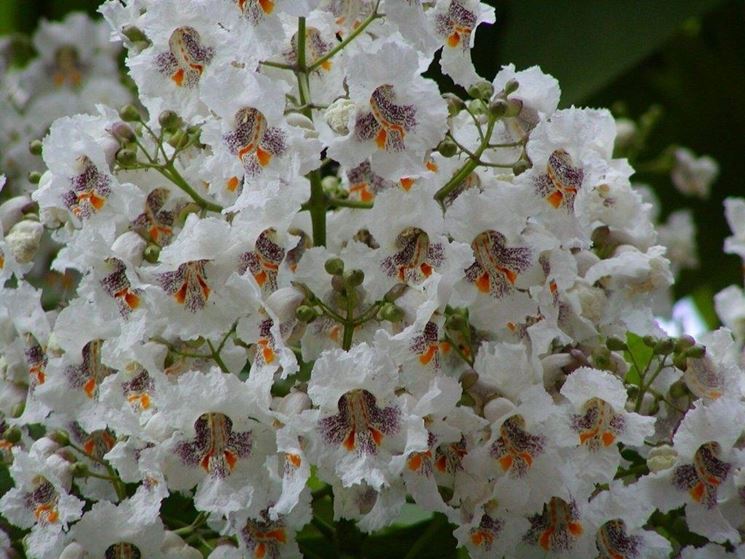 Catalpa infiorescenza