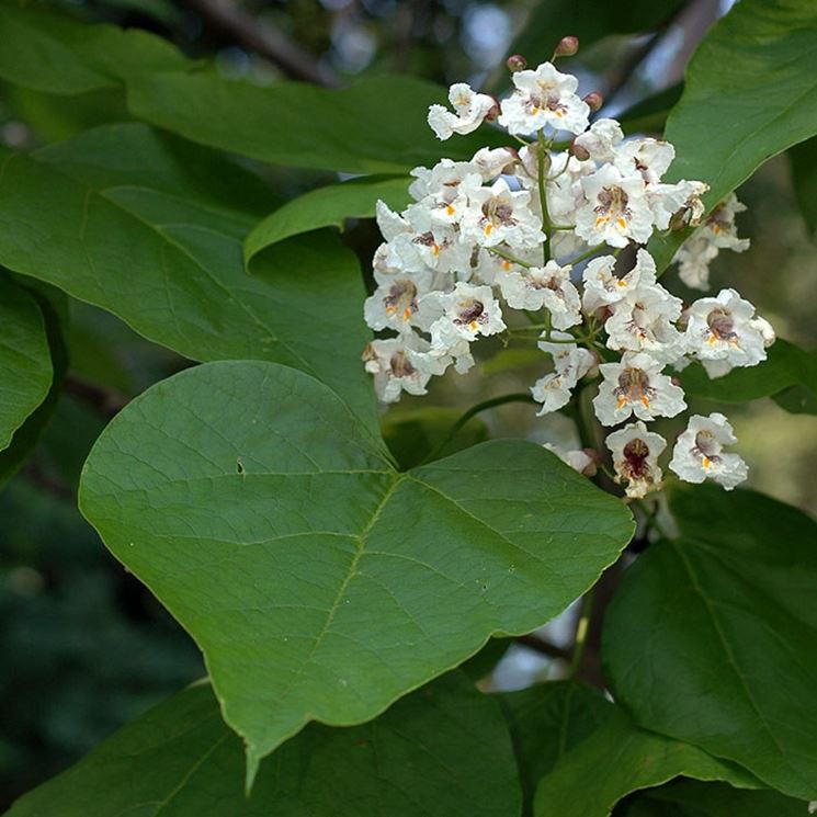 catalpa pianta