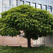 catalpa pianta