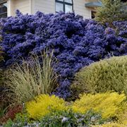 ceanothus