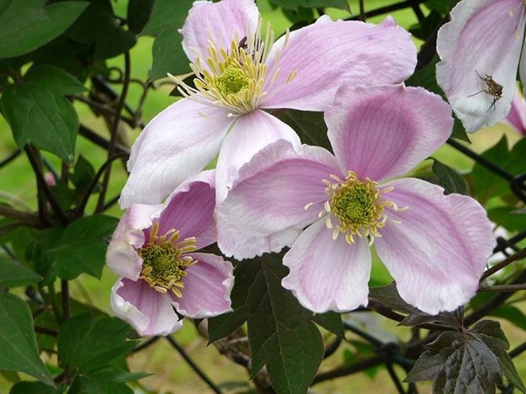 clematis montana