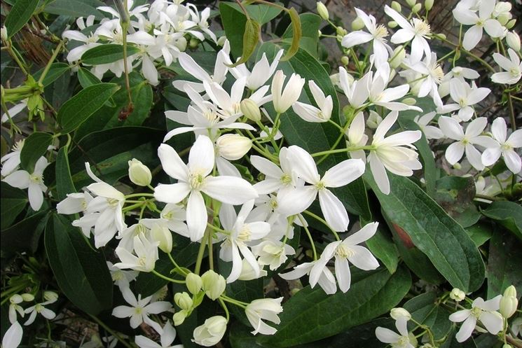 clematis armandii