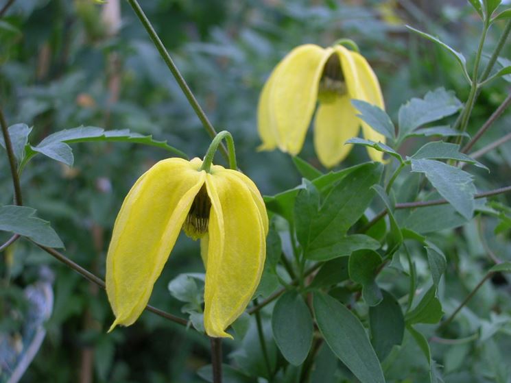 clematis tangutica