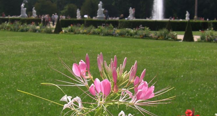 Cleome