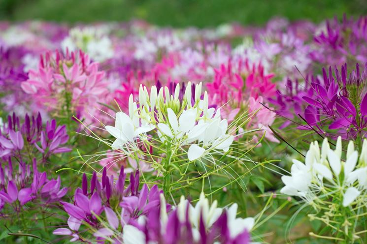 Cleome