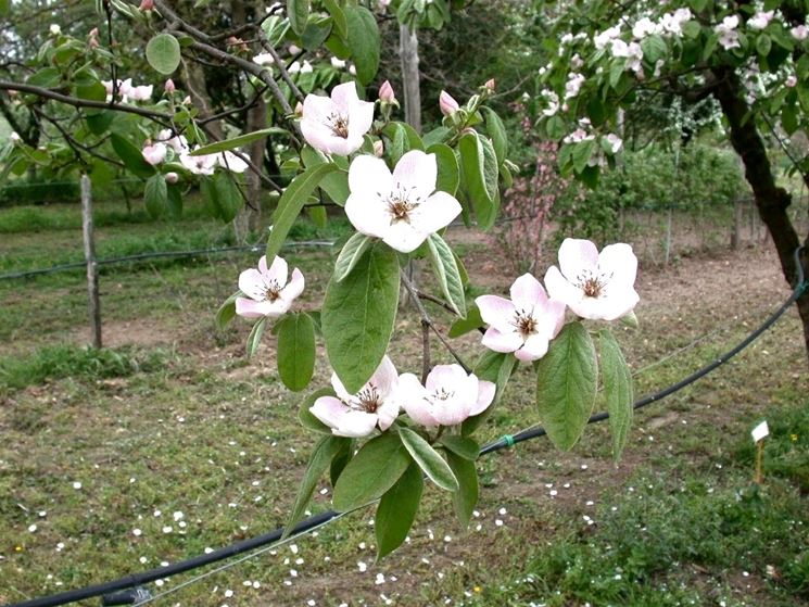 cornus