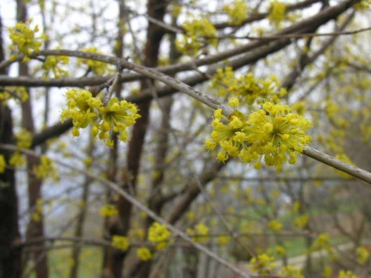 Corniolo  