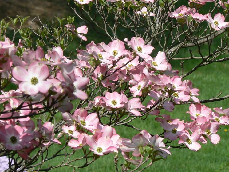 Corniolo da fiore Cornus florida Cornus florida Piante da