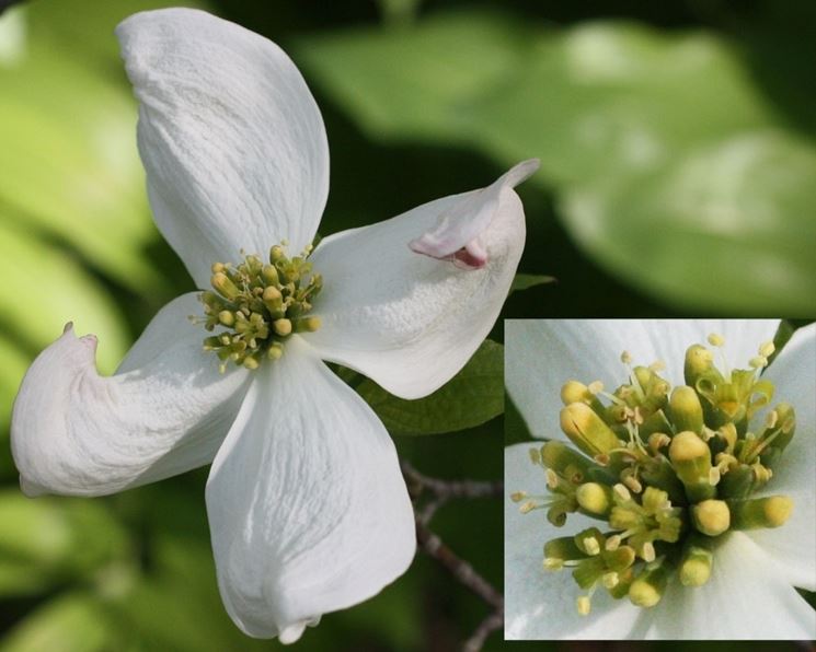 Corniolo da fiore Cornus florida Cornus florida Piante da