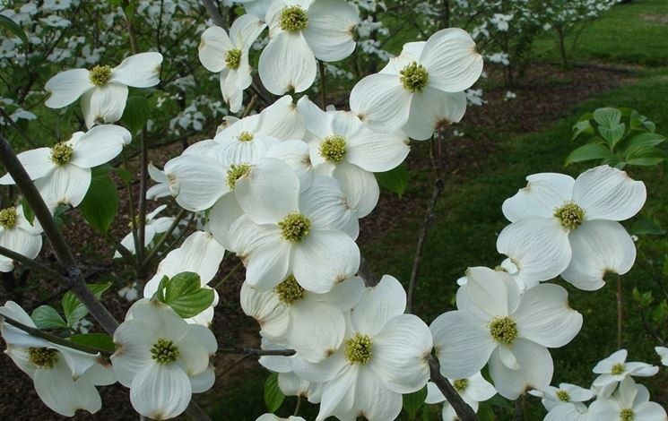 cornus florida