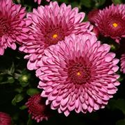 chrysanthemum 