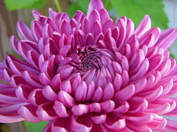 chrysanthemum 