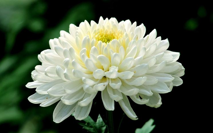 chrysanthemum 