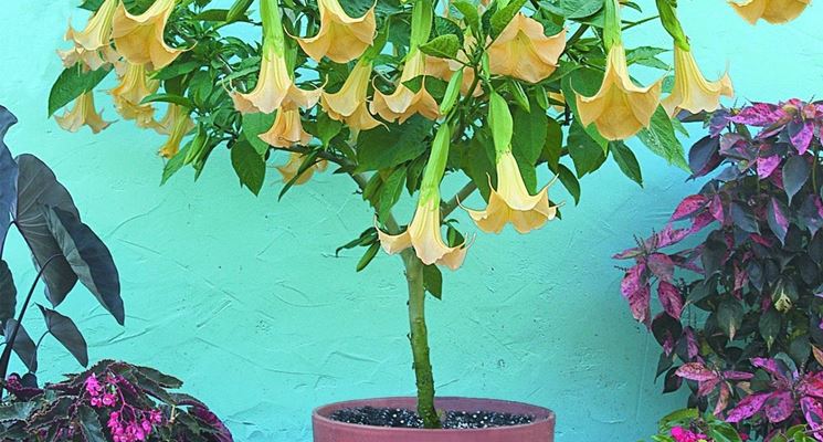 brugmansia