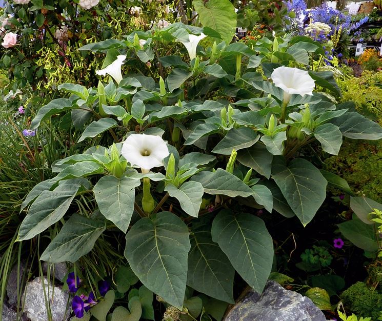 Datura 