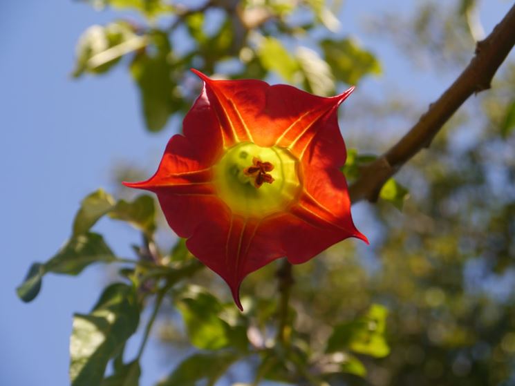 Datura 