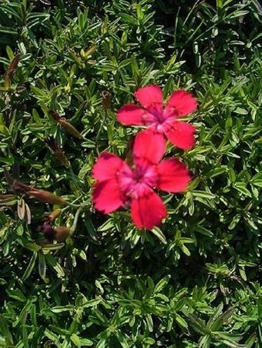 dianthus deltoides leuchtfunk